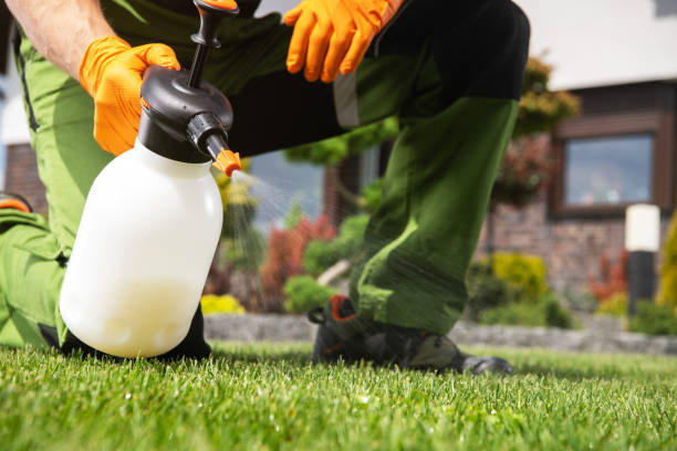 Wasp Removal Services in Jacksonville, AL